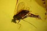Fossil Fly (Diptera) In Baltic Amber #150748-2
